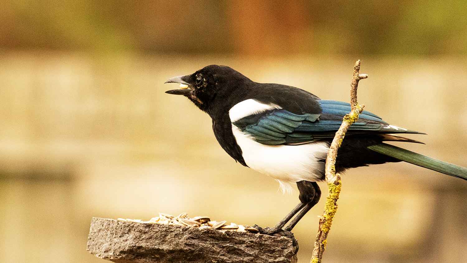 Eurasian Magpie